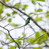 SmugMug > keywords > hummingbird > What's New! photo