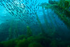 SmugMug > keywords > catalina island > january-june2008 photo