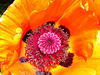 Photo taken by: Richard Lazzara (shankargallery)
